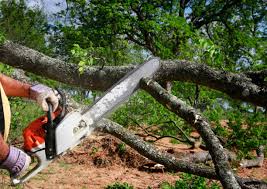 Pickerington, OH Tree Removal Services Company